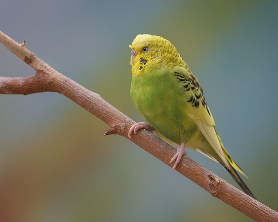 Parakeet