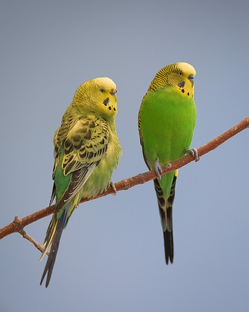 Pair of Parakeets