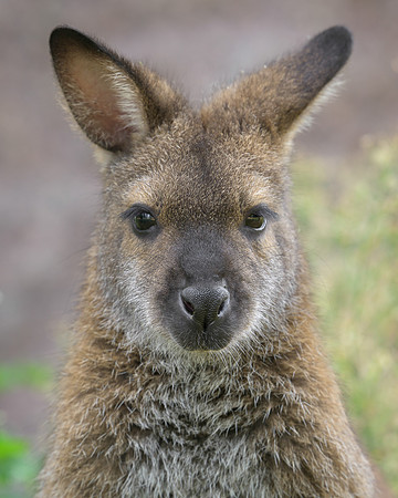 Wallaby