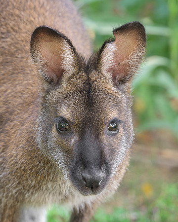 Wallaby