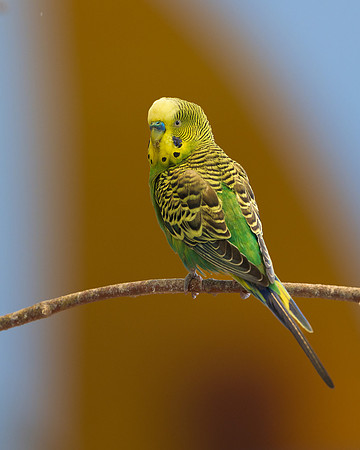 Parakeet