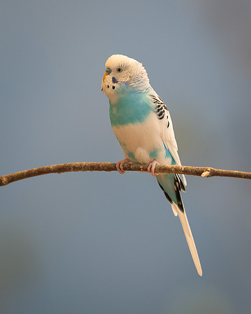 Parakeet