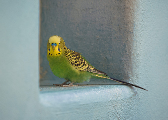Parakeet