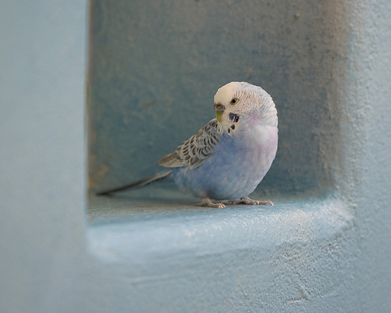 Parakeet