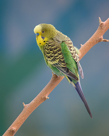 Parakeet