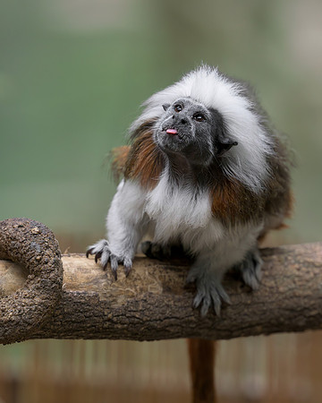 Cotton-top Tamarin