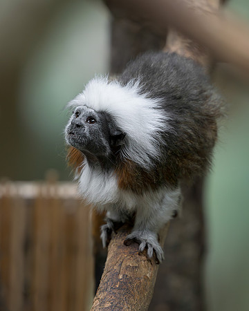 Cotton-top Tamarin