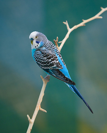 Parakeet
