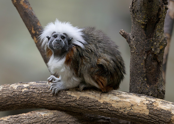 Cotton-top Tamarin