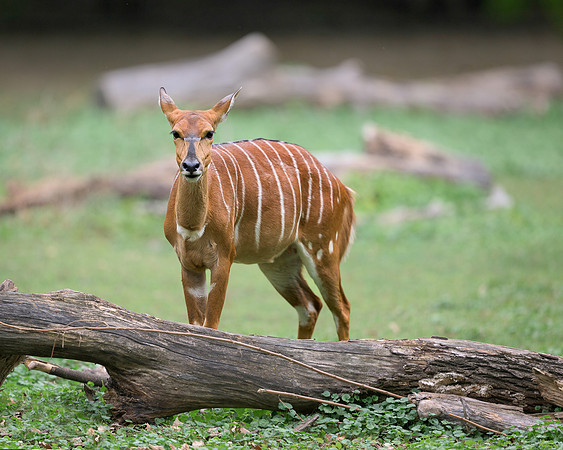 Nyala Antelope