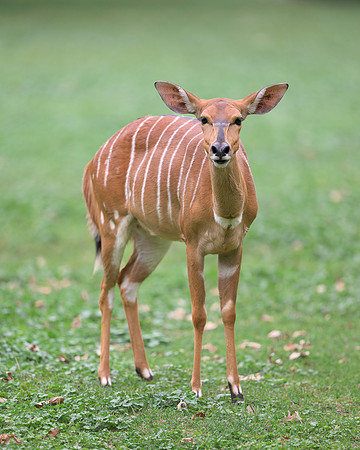 Nyala Antelope