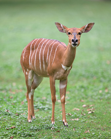 Nyala Antelope