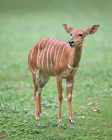 Nyala Antelope