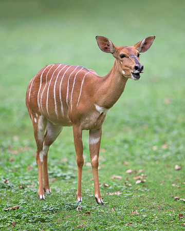 Nyala Antelope