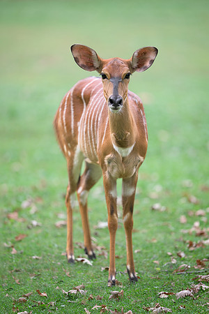Nyala Antelope