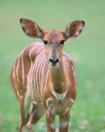 Nyala Antelope