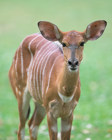 Nyala Antelope