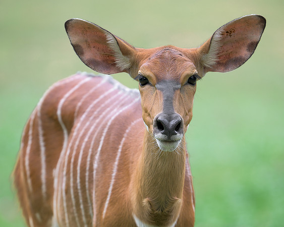Nyala Antelope