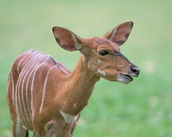 Nyala Antelope