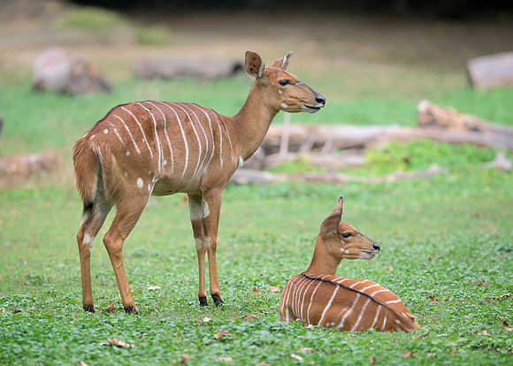 Nyala Antelope with Calf