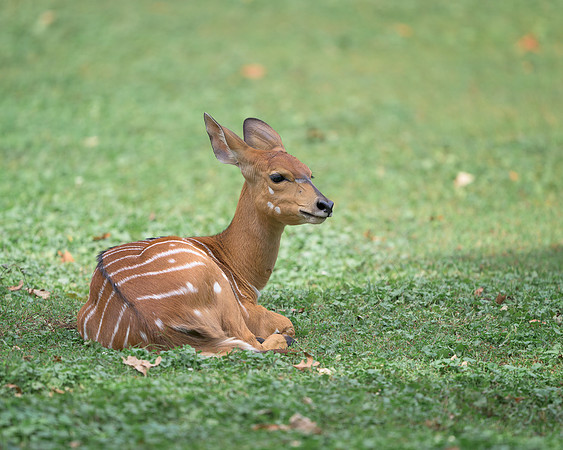 Nyala Antelope Calf