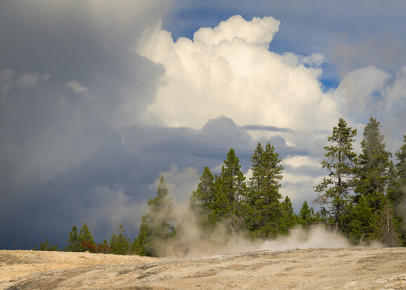 Trees in steam