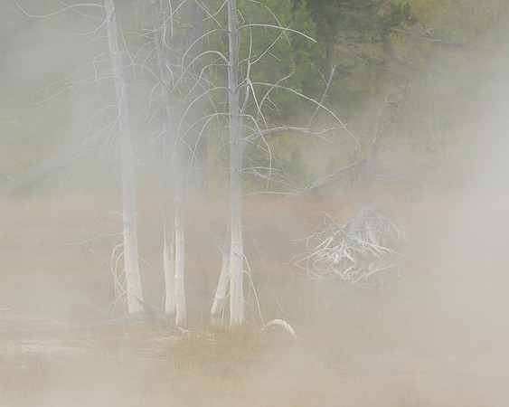 Steamed trees