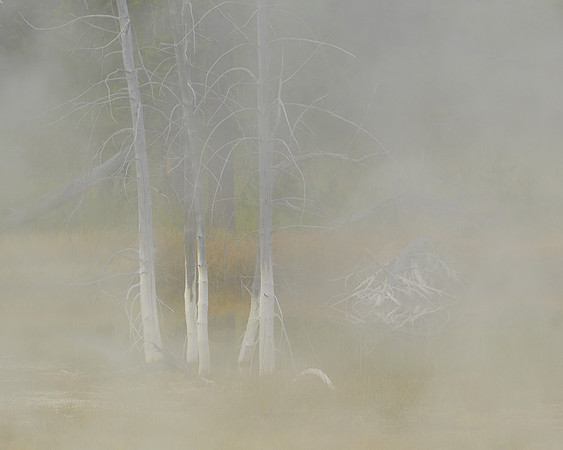 Steamed trees