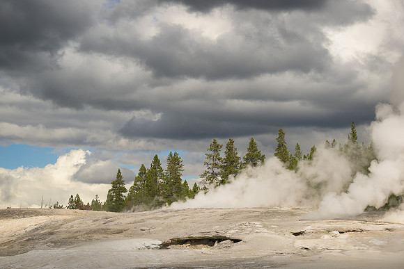 Trees in steam