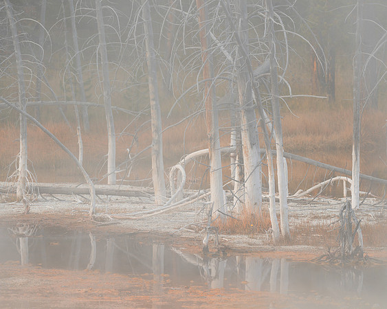 Steamed trees