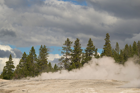 Trees in steam