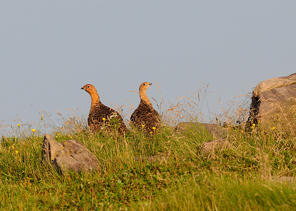 Ptarmigans