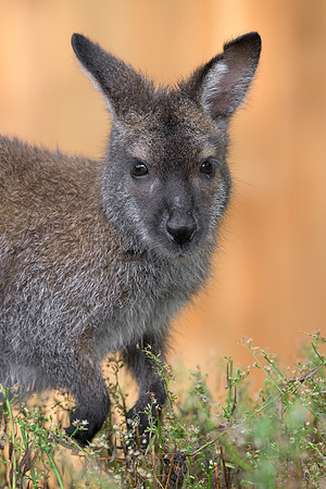 Wallaby