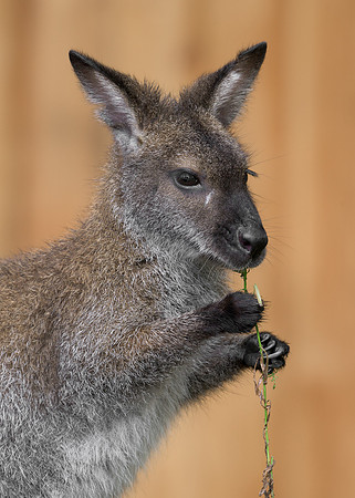 Wallaby