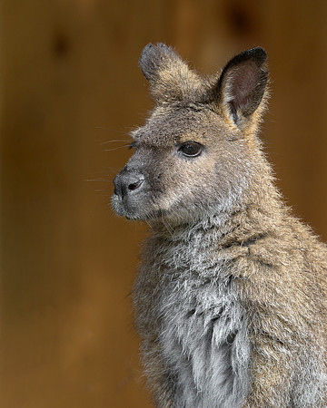 Wallaby