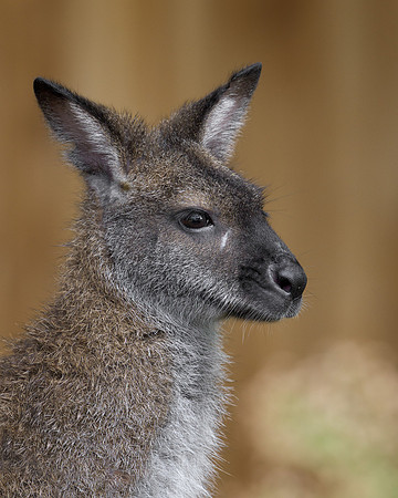 Wallaby
