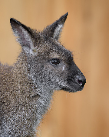 Wallaby