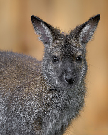 Wallaby