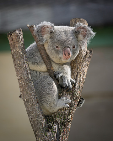 Koala