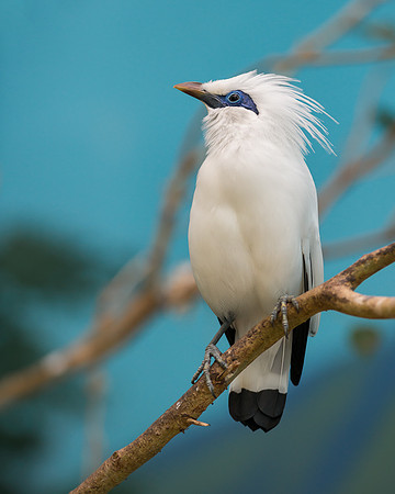 Bali Mynah