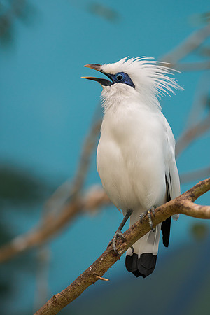 Bali Mynah