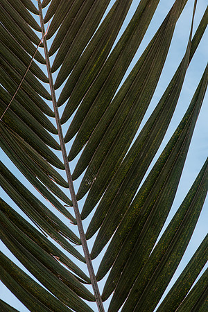 Palm leaves