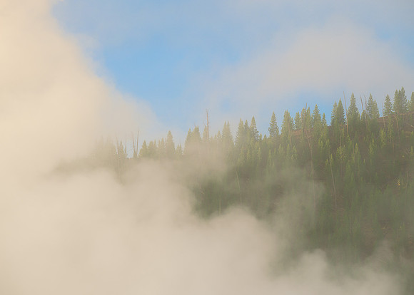 Steamy tree line