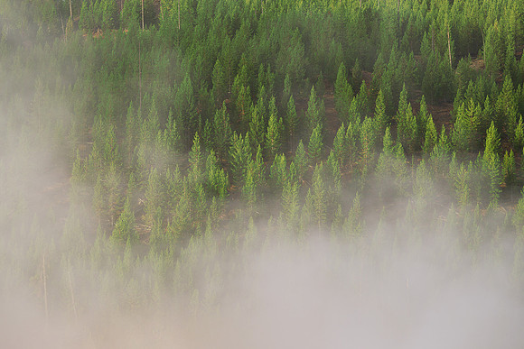 Steamy tree line