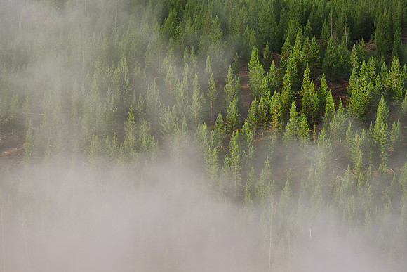 Steamy tree line