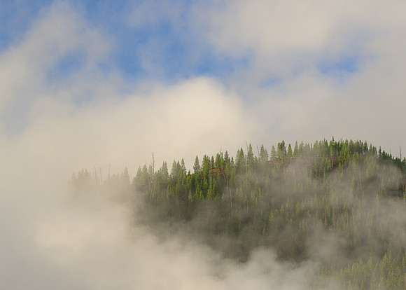 Steamy tree line