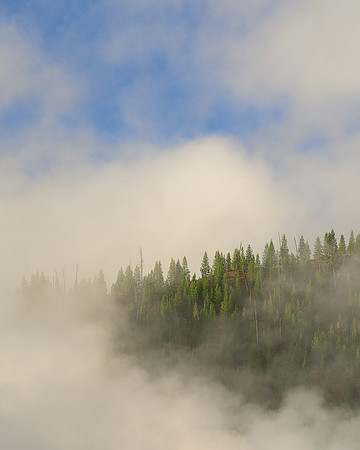 Steamy tree line