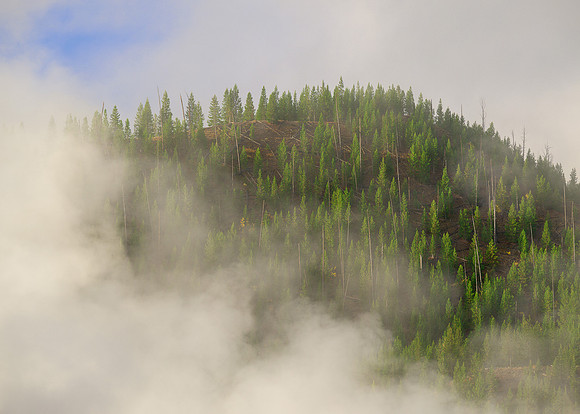 Steamy tree line