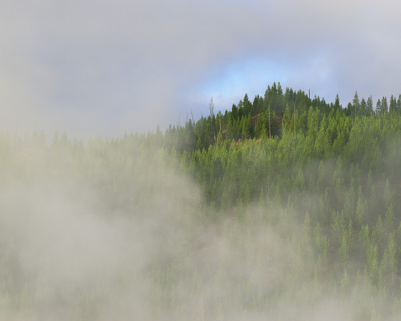 Steamy tree line
