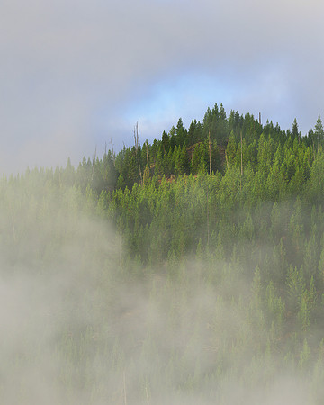 Steamy tree line